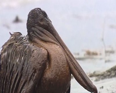 包含谢菲联挣扎求存，希望英超生存的词条